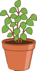 Obraz premium Green Pilea Peperomioides Plant in an Orange Terracotta Pot with White Background chinese money plant