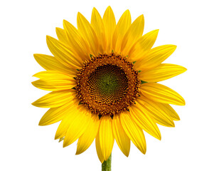 Fototapeta premium Bright yellow sunflower blossom with green leaf isolated on a clean white background