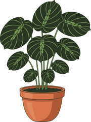 Fototapeta premium Green Calathea Plant with Dark Oval Leaves in Terracotta Pot houseplant indoor plant