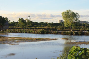 Obraz premium image of swampy areas and garden houses
