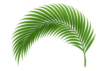 Obraz premium Green palm frond vector illustrating a tropical plant, adding natural and botanical leaf elements to any design