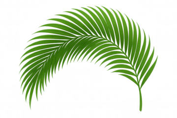 Green palm frond vector illustrating a tropical plant, adding natural and botanical leaf elements to any design