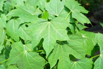 Tree Spinach Plant, Cnidoscolus Aconitifolius with Lush Green Leaves