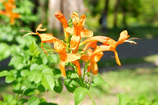 Tropical Orange Honeysuckle Flowers Blooming in Nature Background