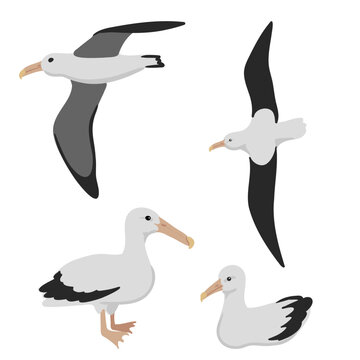 vector drawing birds,southern royal albatross , toroa , hand drawn Diomedea epomophora, isolated nature design elements