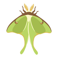 vector drawing butterfly ,luna moth, American moon moth, Actias luna, insect isolated at white background, natural element, hand drawn illustration