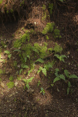 It looks like a forest with bracken and moss.