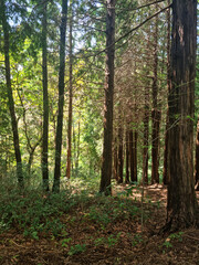 This is a beautiful forest landscape in Korea.