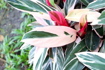 Obraz premium Close-up of Stromanthe Thalia Leaves, Variegated Tropical Plant