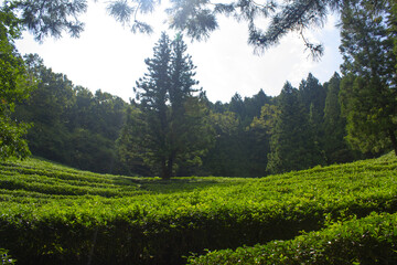 This is a green tea field landscape in Boseong, Jeollanam-do, Korea.