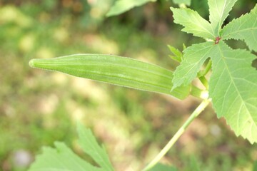 Green Okra in the outdoor garden