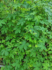 close up Humulus japonicus leaves.