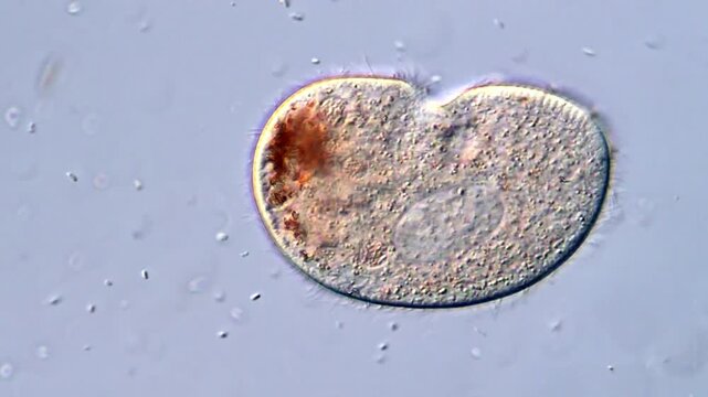 High Quality Microscopy Video of Ciliate Protozoa, 400x 