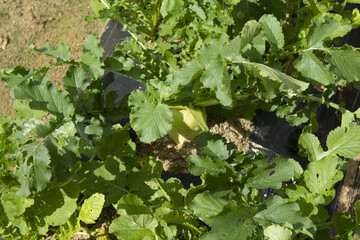 It is a radish that grows well underground.