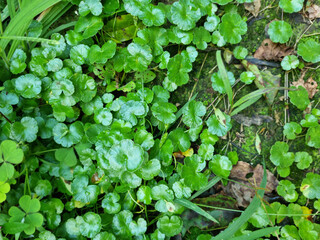 Close-up of the leaves of Centella asiatica.