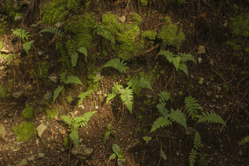It looks like a forest with bracken and moss.