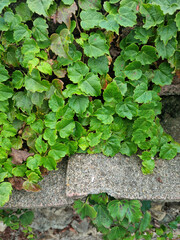 It's a stone wall and ivy.