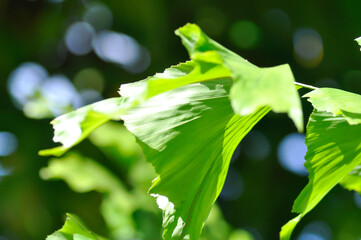 Caryota urens, Palmae or ARECACEAE or Caryota mitis Lour or Fishtail Palm or Wart Fishtail Palm