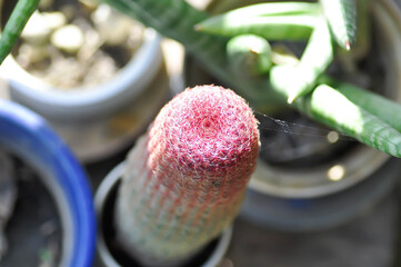echinocereus pectinatus rubispinus,echinocereus pectinatus or pink cactus or cactus