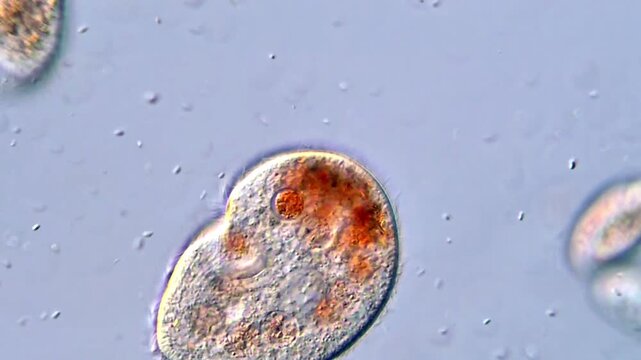 Amazing Microscopic Organisms &ndash; Ciliates microorganism in Focus