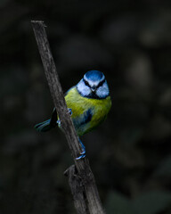 Eurasian Blue Tit Perched on Weathered Branch Against Dark Background