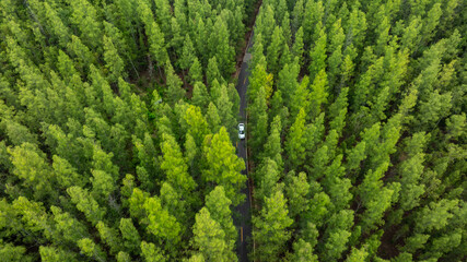 Aerial view of dark green forest road and white electric car Natural landscape and elevated roads Adventure travel and transportation and environmental protection concept