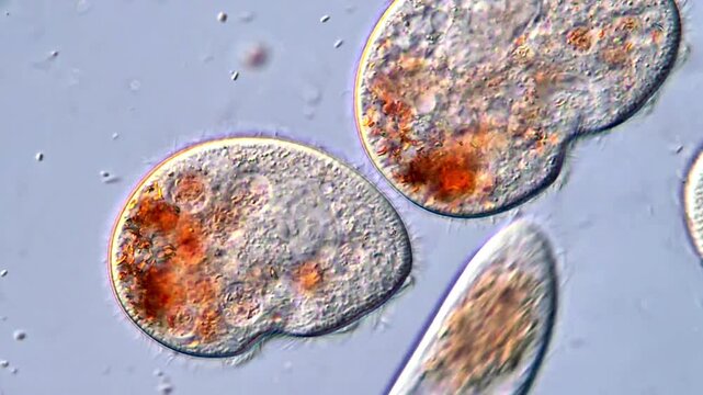 Living Ciliate Protozoa in Drop of Pond Water,  microscope view 400x 