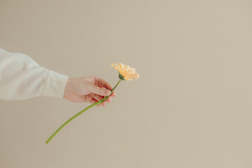 一輪のガーベラの花を渡す手