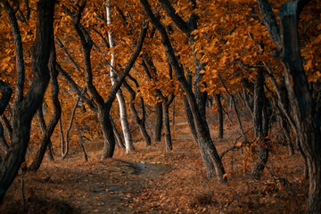 Sikhote-Alin Biosphere Reserve. Golden autumn in Primorsky Krai. Autumn forest in the Far Eastern taiga.