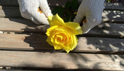 Gloved hands lifting a dew covered yellow rose on a sunlit wooden table subtle leaf shadows fresh droplets and tidy garden mood with neutral palette and copy space for branding.