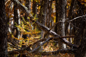 Sikhote-Alin Biosphere Reserve. Golden autumn in Primorsky Krai. Autumn forest in the Far Eastern taiga.