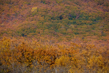 Sikhote-Alin Biosphere Reserve. Golden autumn in Primorsky Krai. Autumn forest in the Far Eastern taiga.