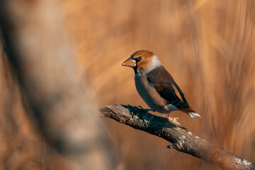The oak-nosed bird. Close-up.