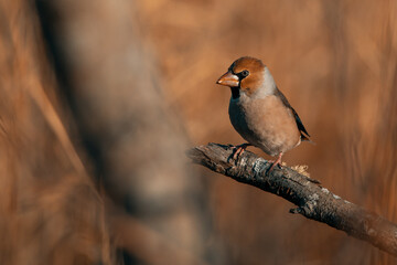 The oak-nosed bird. Close-up.