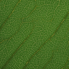 Obraz premium Macro photo of leaf structure showing detailed green vein network
