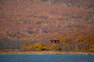 Sikhote-Alin Biosphere Reserve. Autumn forest on the background of a picturesque lake.
