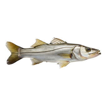 Fresh Raw Snook Fish Isolated on White Background