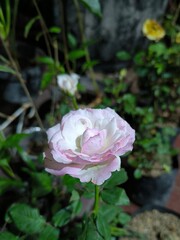 The rose is white with pink petal tips.