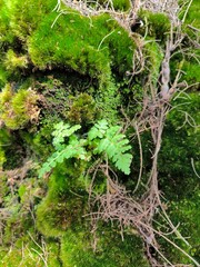 Obraz premium The beautiful textured green mossy surface is perfect for natural illustrations.