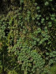 Pilea microphylla sticks to old, damp walls, usually growing with moss.