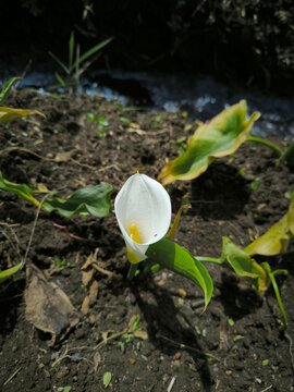 Zantedeschia Aethiopica, Calla lily or Arum lily originates from southern Africa, but is now spread throughout the world including Indonesia.