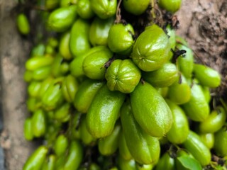 Bilimbi or Belimbing Wuluh is also known as Averrhoa bilimbi which bears abundant fruit on the tree trunk, tastes very sour and is often used as a food seasoning in Indonesia.