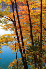 湖岸の紅葉した木々