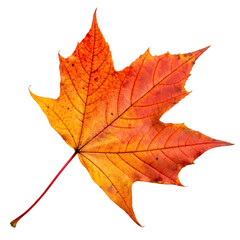 Obraz premium Colorful fallen autumn maple tree leaf isolated on a transparent background png