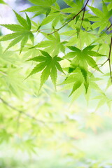 かえでの青葉のクローズアップ