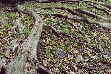Large tree roots and grass field background