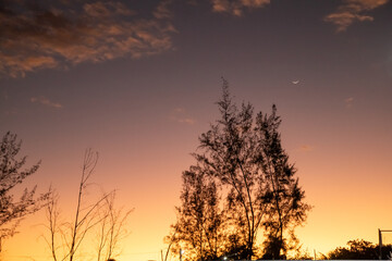 sunset in the forest