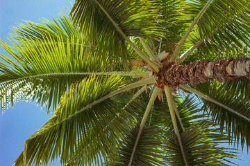 Obraz premium Palm tree from below with wide leaves against bright blue sky 