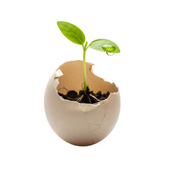 Small Plant Growing from a Cracked Eggshell, Symbolizing New Life and Sustainability, Isolated on White or Transparent Background