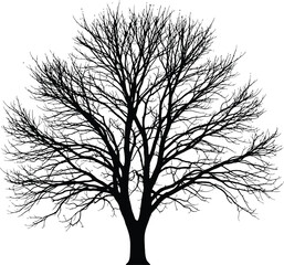 Obraz premium Detailed Black and White Bare Tree Silhouette Vector Illustration with Intricate Branches